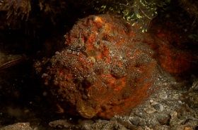 Komodo 2016 - Reef stonefish - Poisson Pierre - Synanceia verrucosa - IMG_7473_rc